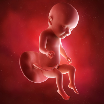 medical accurate 3d illustration of a fetus week 31