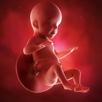 medical accurate 3d illustration of a fetus week 26
