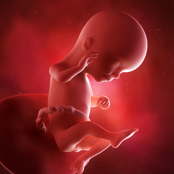 medical accurate 3d illustration of a fetus week 16