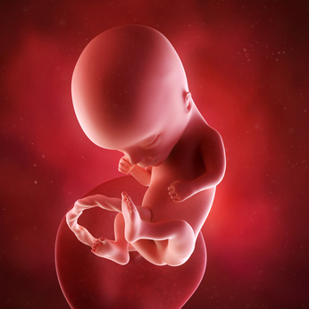medical accurate 3d illustration of a fetus week 14