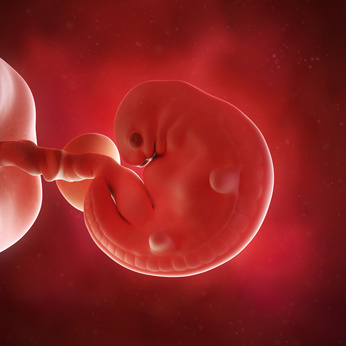 medical accurate 3d illustration of a fetus week 6