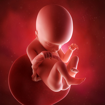 medical accurate 3d illustration of a fetus week 18