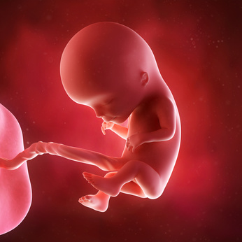 medical accurate 3d illustration of a fetus week 12
