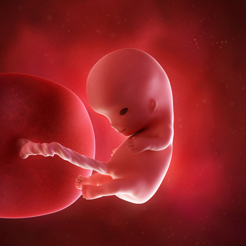 medical accurate 3d illustration of a fetus week 10