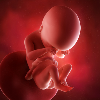 medical accurate 3d illustration of a fetus week 19
