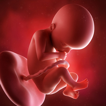 medical accurate 3d illustration of a fetus week 22