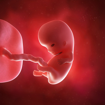 medical accurate 3d illustration of a fetus week 9
