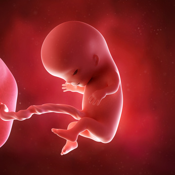 medical accurate 3d illustration of a fetus week 11