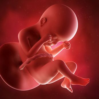 medical accurate 3d illustration of a fetus week 24