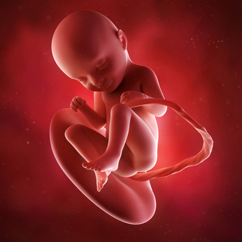 medical accurate 3d illustration of a fetus week 33