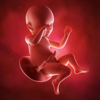 medical accurate 3d illustration of a fetus week 39