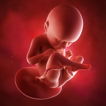 medical accurate 3d illustration of a fetus week 35