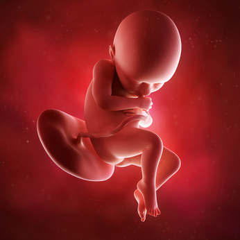 medical accurate 3d illustration of a fetus week 36