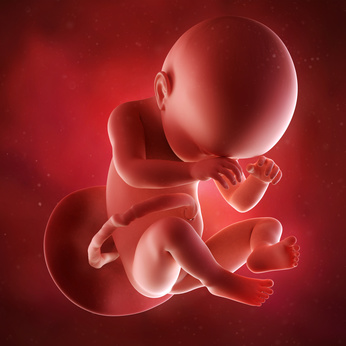 medical accurate 3d illustration of a fetus week 38