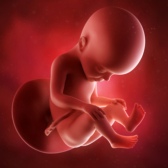 medical accurate 3d illustration of a fetus week 27