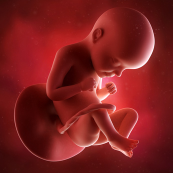 medical accurate 3d illustration of a fetus week 29