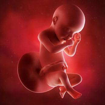 medical accurate 3d illustration of a fetus week 30