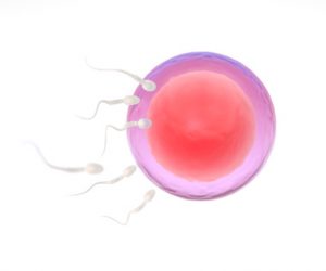 Eizelle und Sperma